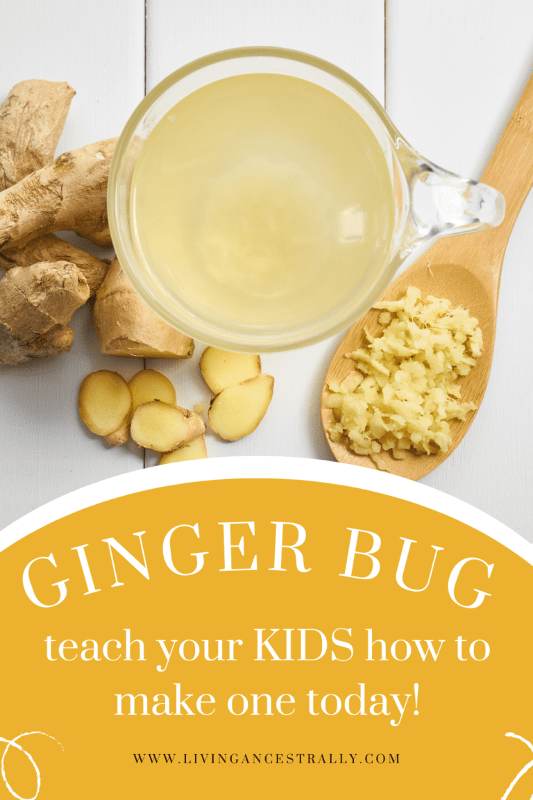 Learn to Make A Ginger Bug With Your Kids! Living Ancestrally